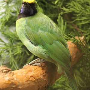 Golden-fronted leafbird