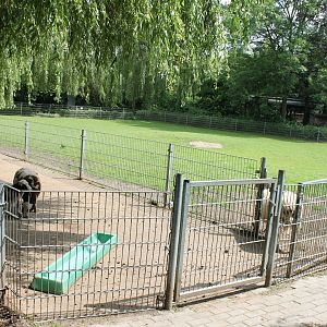 Sheep enclosure
