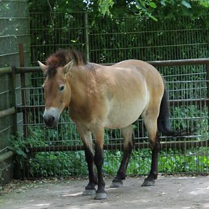 Przewalski horse