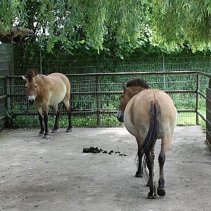Przewalski horses