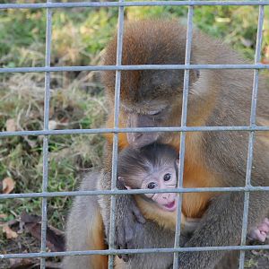 Golden Bellied Mangabey Baby