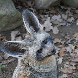 Bat Eared Fox