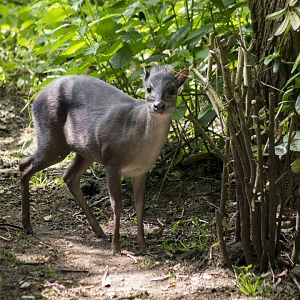 Blue duiker