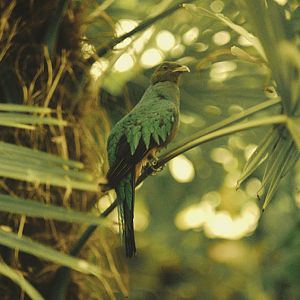 Resplendent quetzal at the original Birdland 1973
