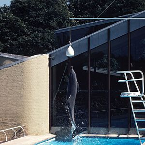 Bottle-nosed dolphin 1980