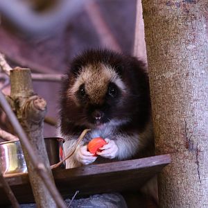 Northern Luzon Cloud Rat at Chester 5/12/2016