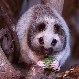 Northern Luzon Cloud Rat at Chester 5/12/2016