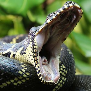 Boelen's Python at Chester 4/12/2016