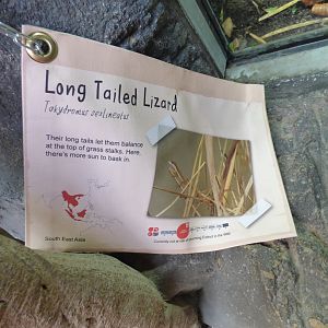Six-Striped Long-Tailed Grass Lizard Signage