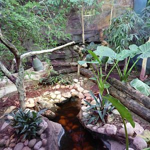 Indonesian Spiny Turtle enclosure in Dragons in Danger