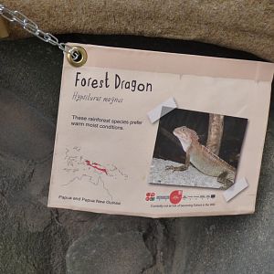 Forest Dragon Signage