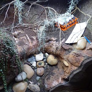 Montsserat Tarantula exhibit