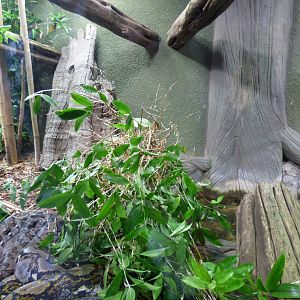Refurbished Reticulated Python Exhibit