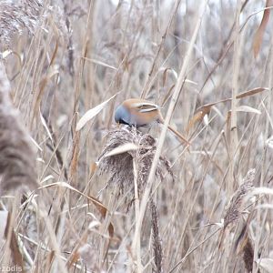 Bearded Reedling