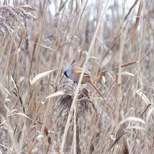 Bearded Reedling
