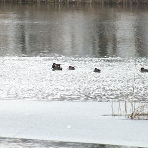 Flock of Eurasian Teal (not usual at this time of year)