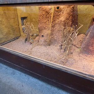 Dwarf Mongoose Indoor Exhibit