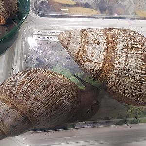 African giant snails