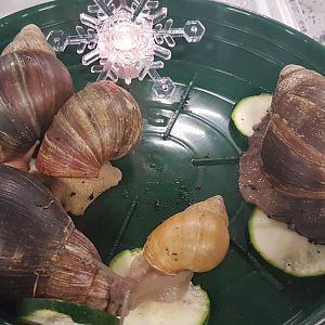 African giant snails