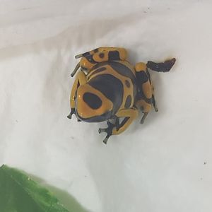 Dendrobates leucomelas