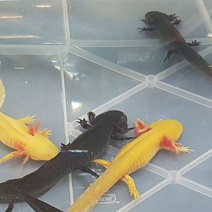 Axelotls - Normal and Albinos