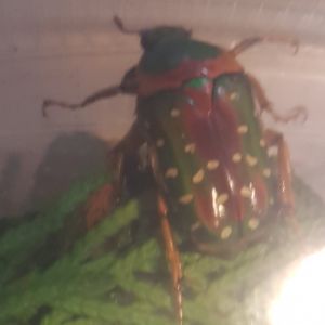 Stephanorrhina guttata