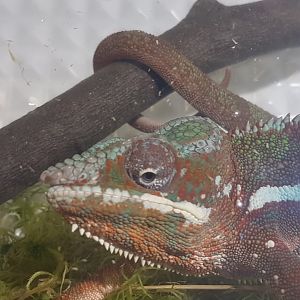 Furcifer pardalis