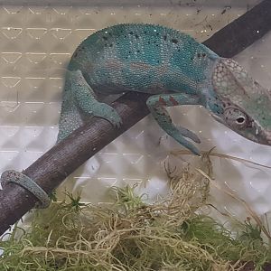 Furcifer pardalis - Nosy Fally Form