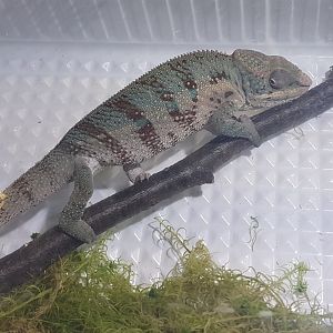Furcifer pardalis - Nosy Boraha Form