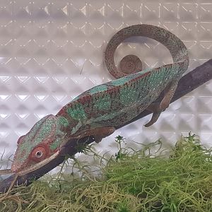 Furcifer pardalis - Ambilobe Red-bar Form