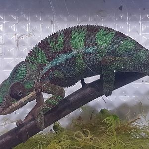 Furcifer pardalis