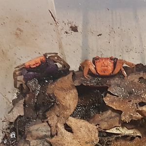 Pink vampire crab - Geosesarma cf tiomanicus