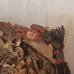 Red apple crab - Metasesarma aubryi