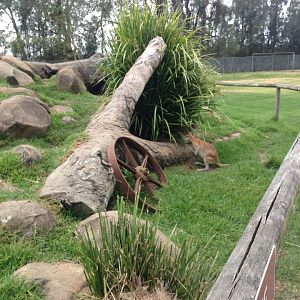 Walk-through wallaby enclosure