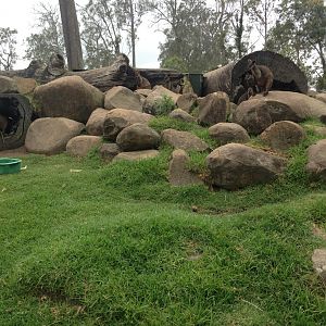 Walk-through wallaby enclosure