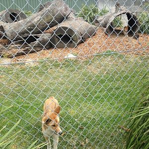 Dingo enclosure- one of two
