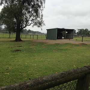 Alpaca paddock