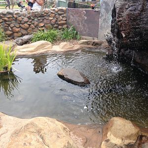 Turtle enclosure