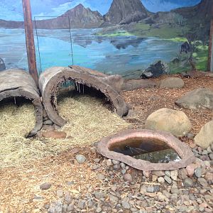 Tasmanian devil enclosure inside 'Koala Country'