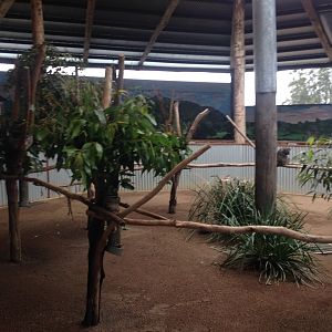 Koala enclosure in 'Koala Country'