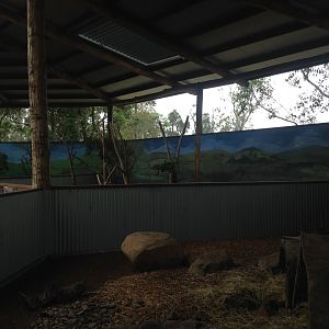 Koala enclosures in 'Koala Country'