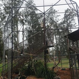 "Walk-in" aviary for large parrots