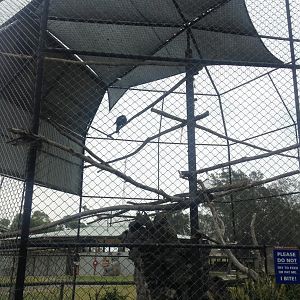 Wedge tail eagle aviary