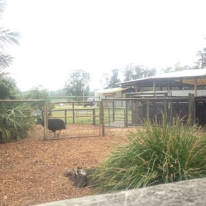 Cassowary enclosures