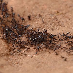 Safari ants