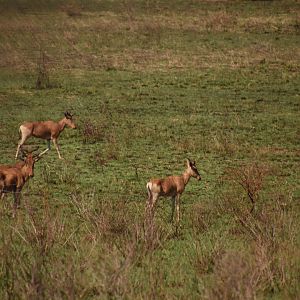 Coke's hartebeest