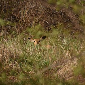 Coke's hartebeest fawn