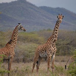 Masai giraffes