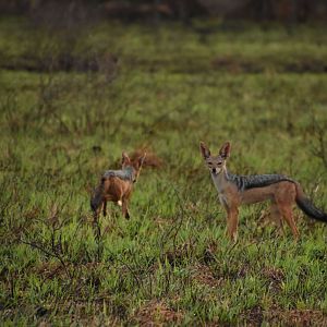 Black-backed jackals