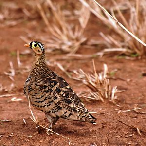 Black-faced sandgrouse
